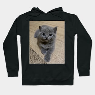 the blue cute cats Hoodie